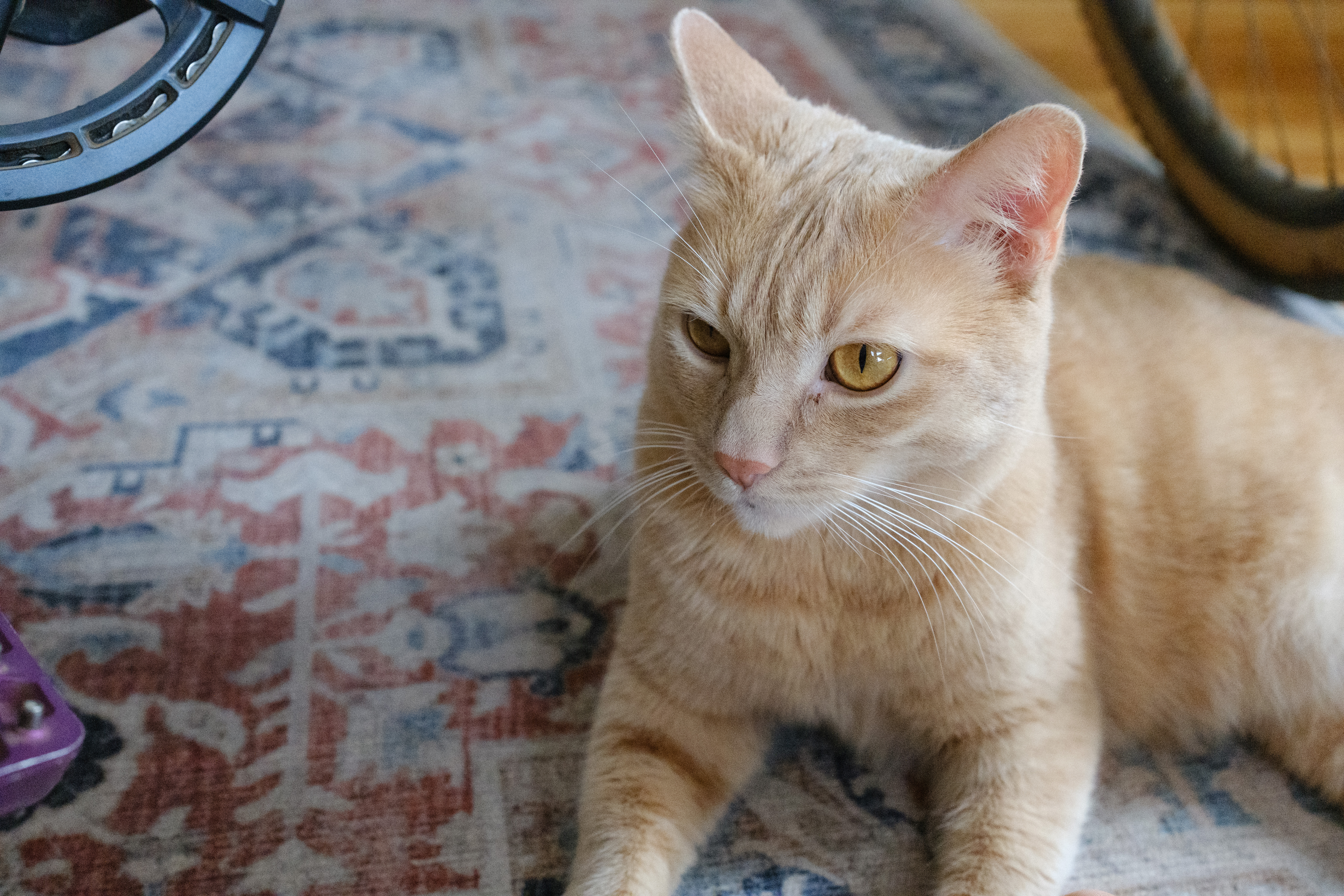 A buff colored cat lying down near a bike