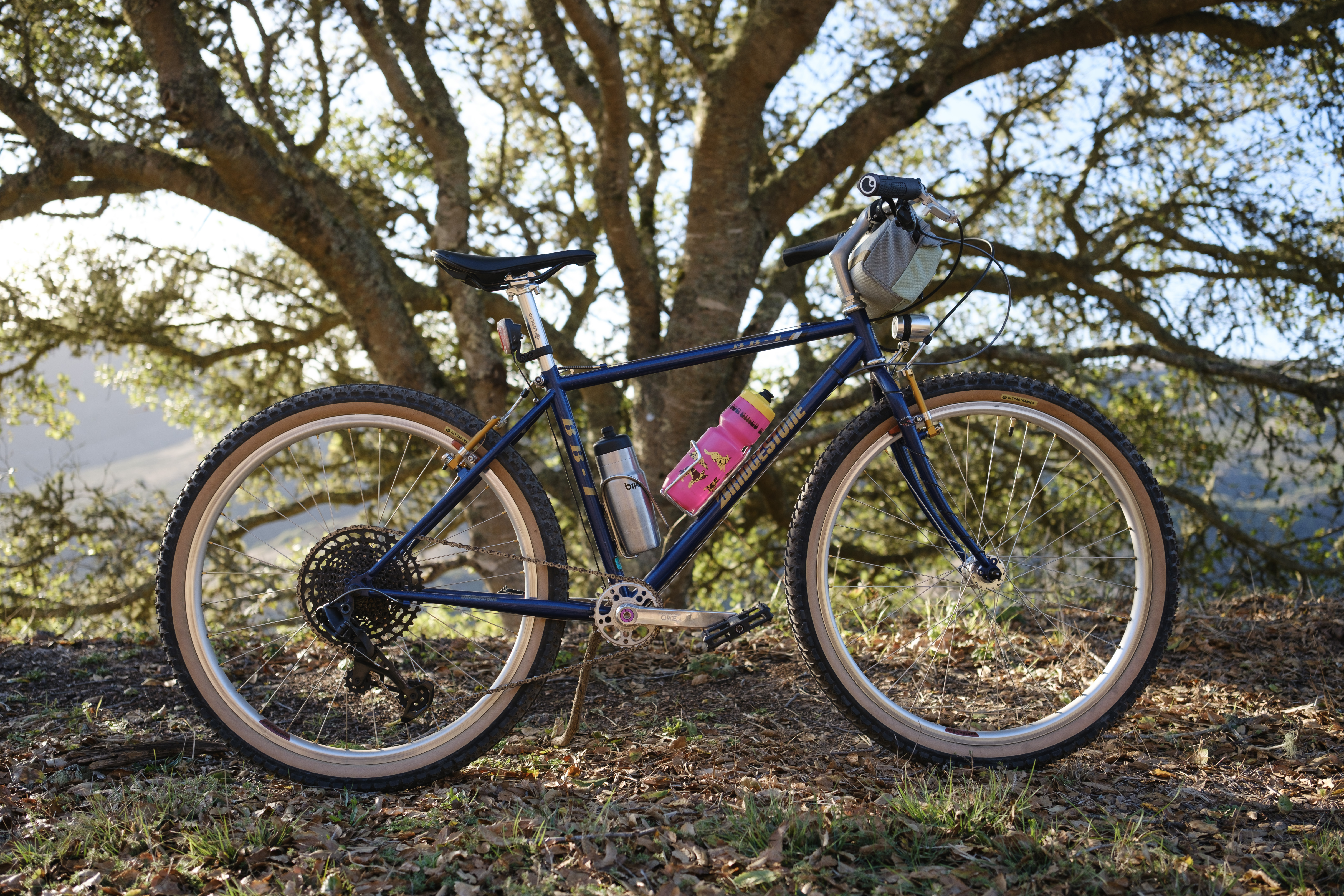 A blue and gold bike in front of a side-lit oak tree.