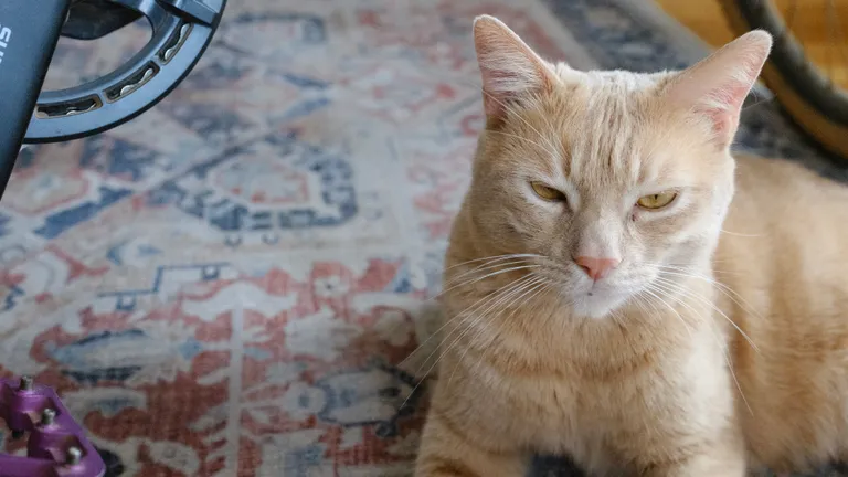 A buff tabby cat looking grumpy and sitting beside a crankset just out of view.