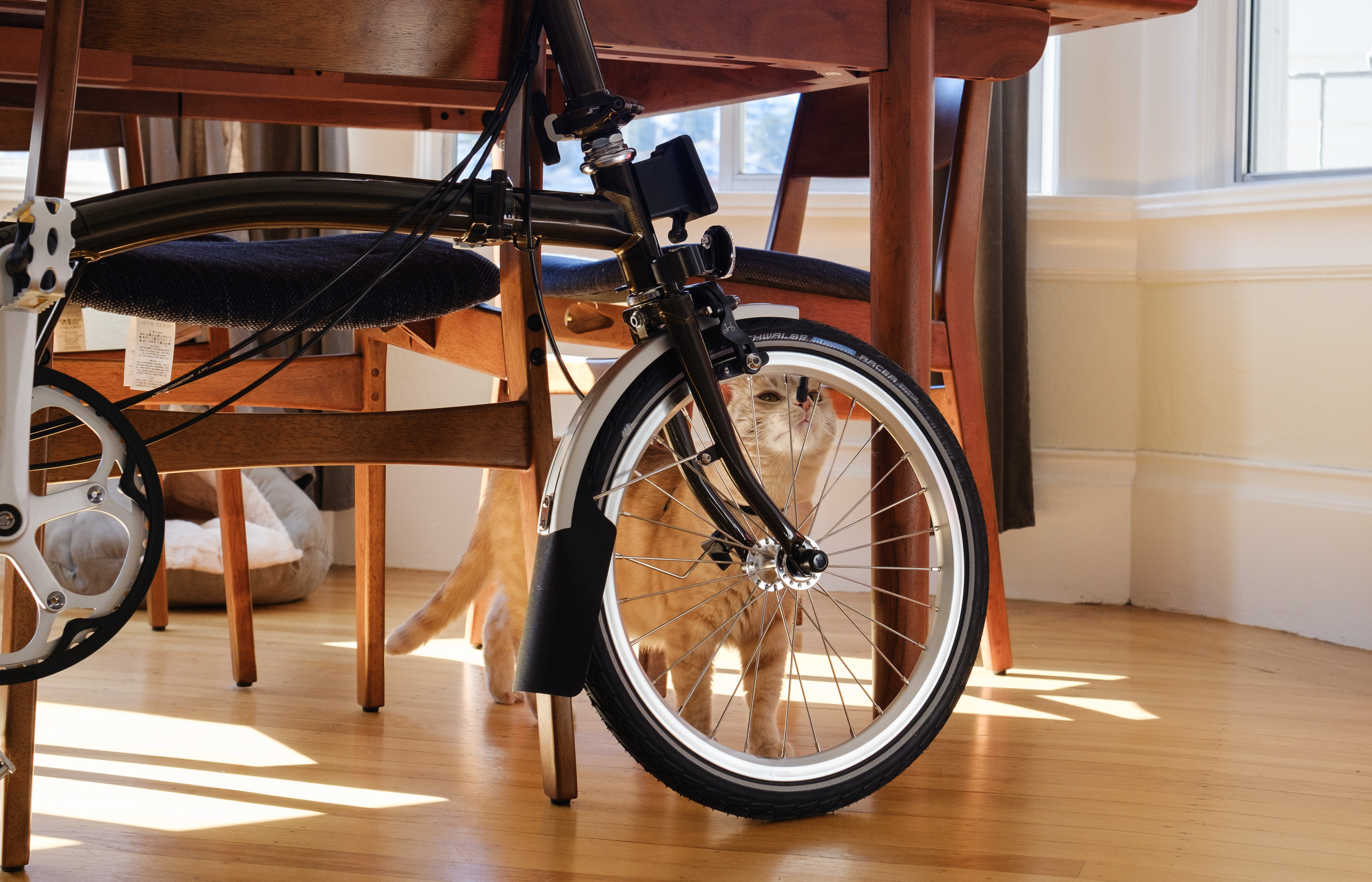 A buff tabby cat behind the 16 inch Brompton wheel sniffing the tire valve.