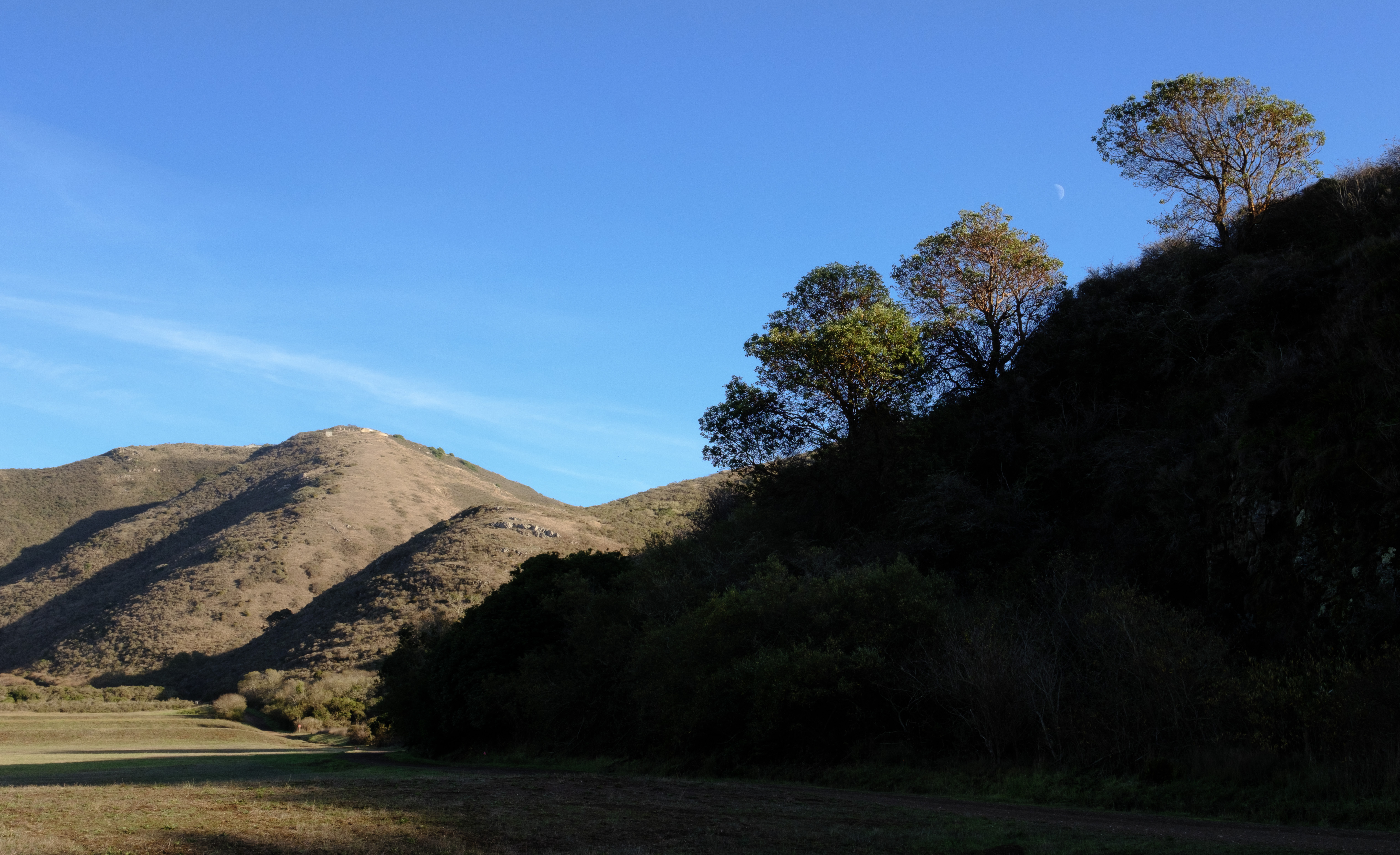 Three trees on a ridge with a moon in between them. The ridge is in shadow and the trees are still lit by the low sun