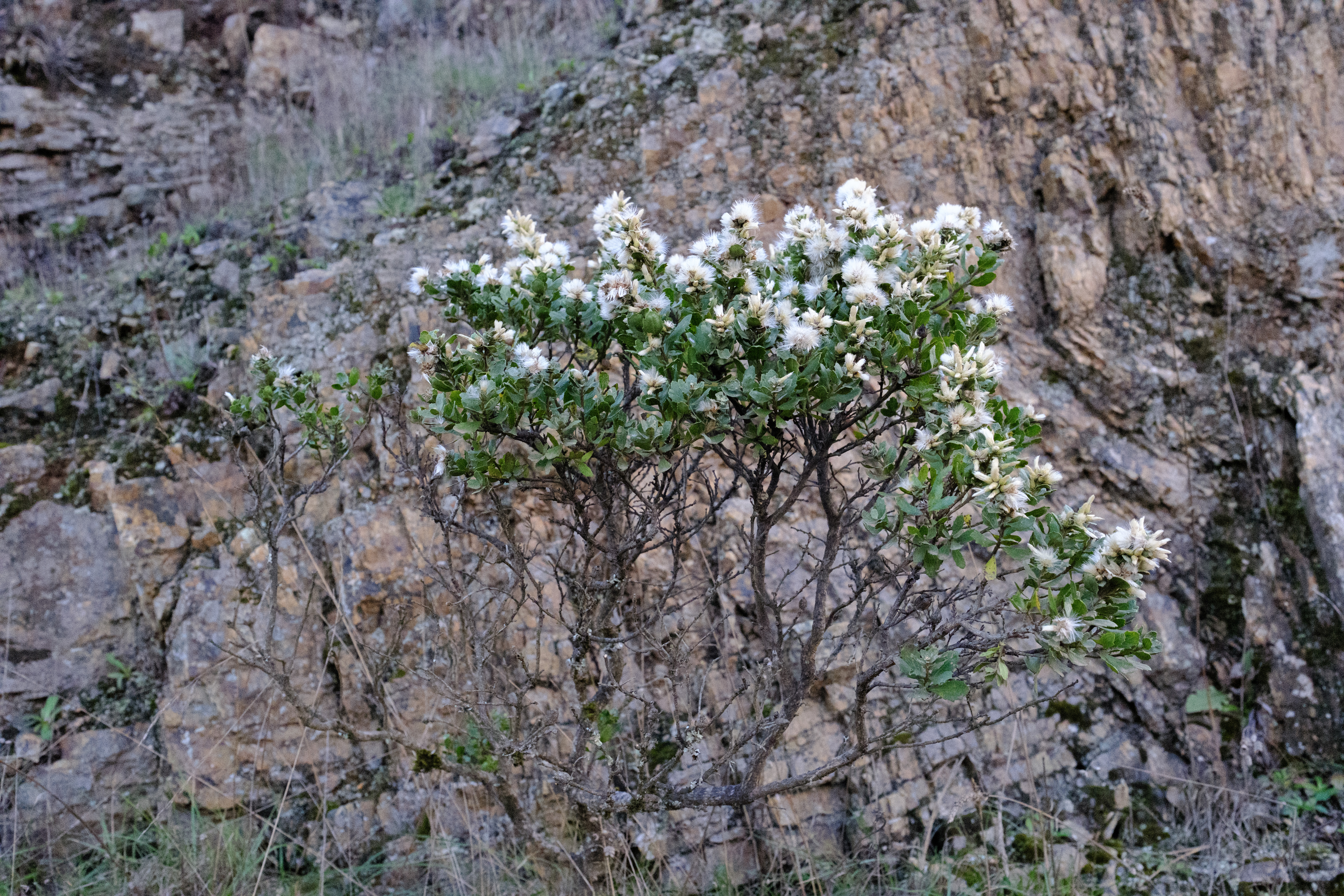 A plant with sharp green leaves and fuzzy white tips