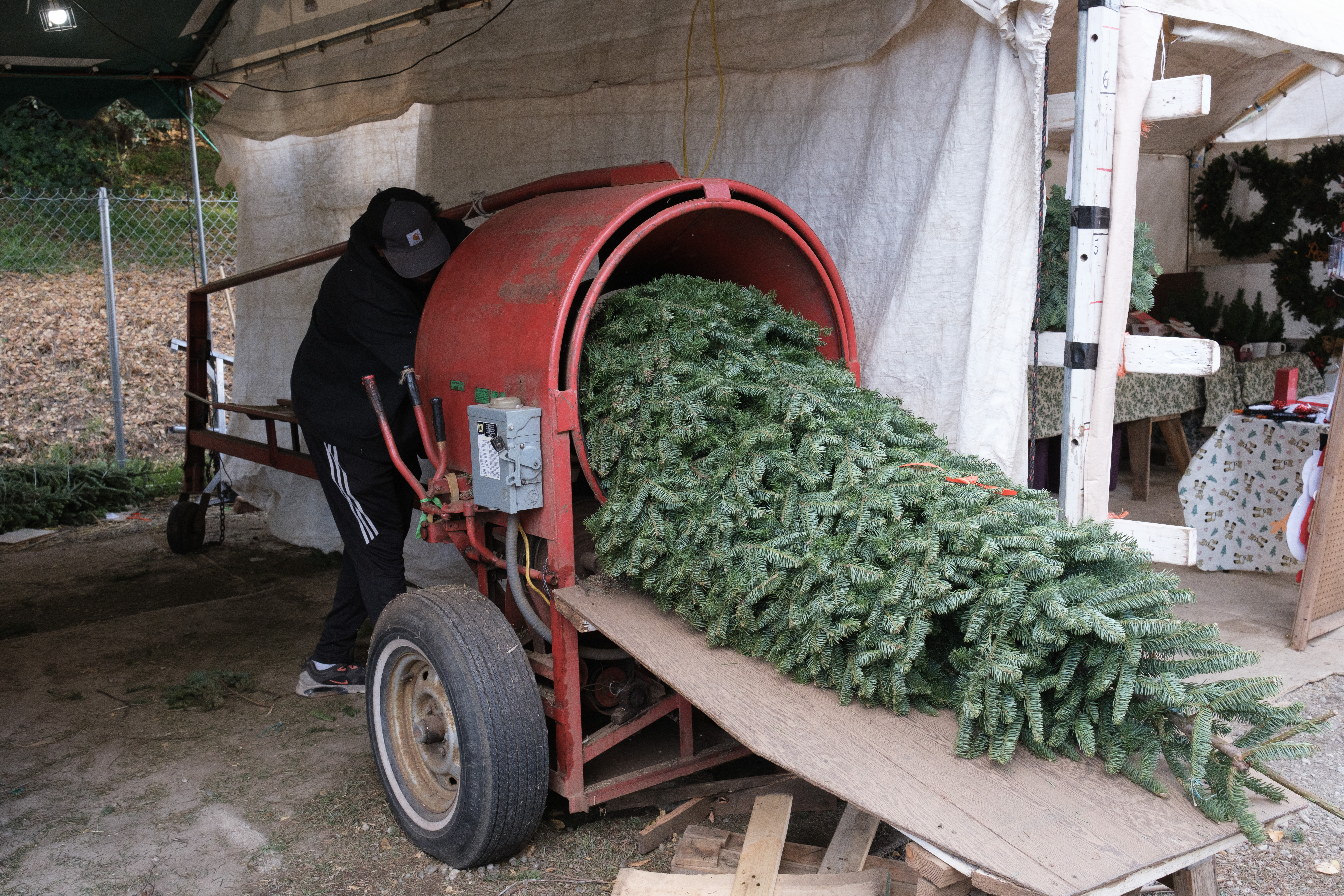 A Christmas tree going through a tree baler