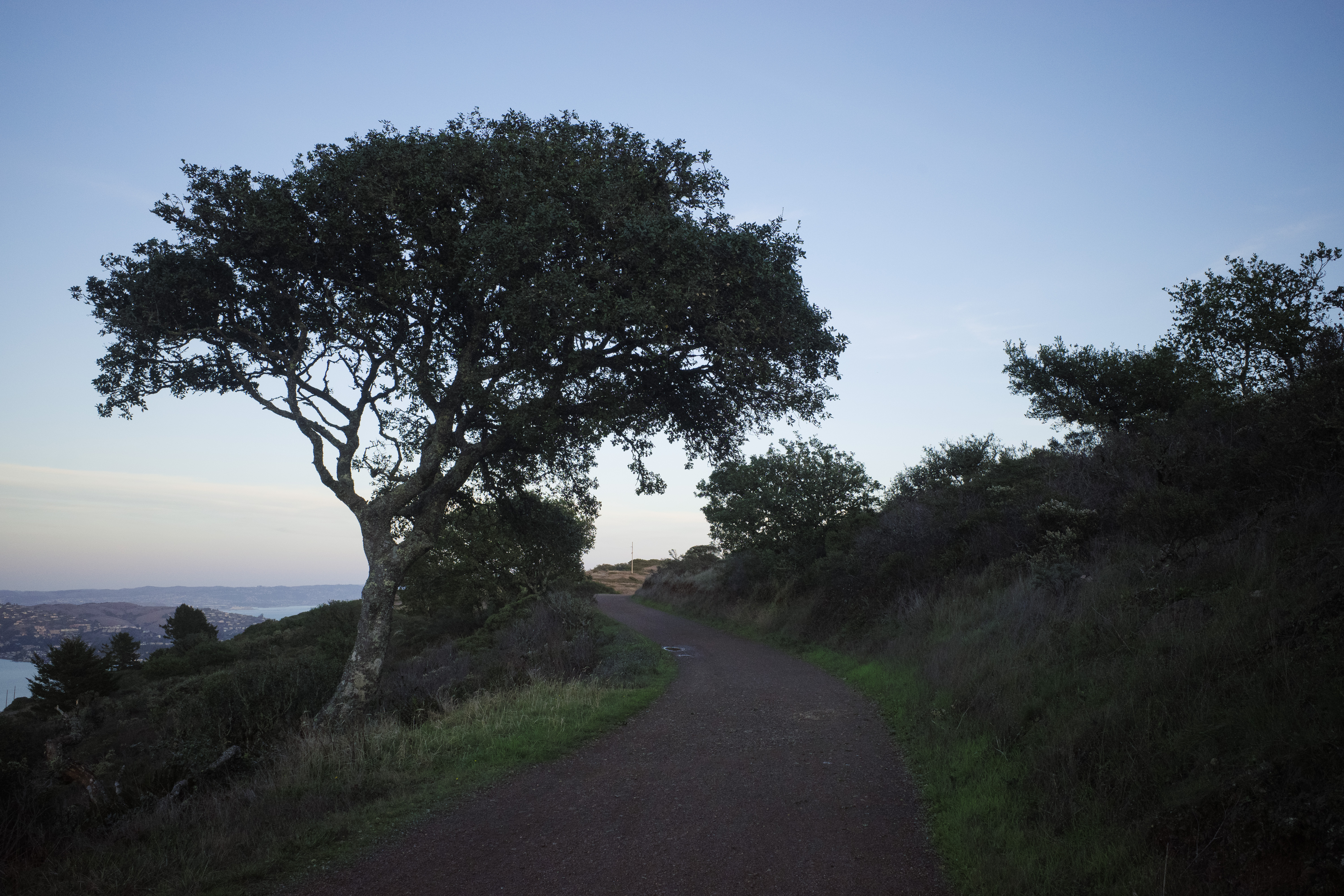 An oak tree hanging over Marincello Trail with a dim sunset in the background