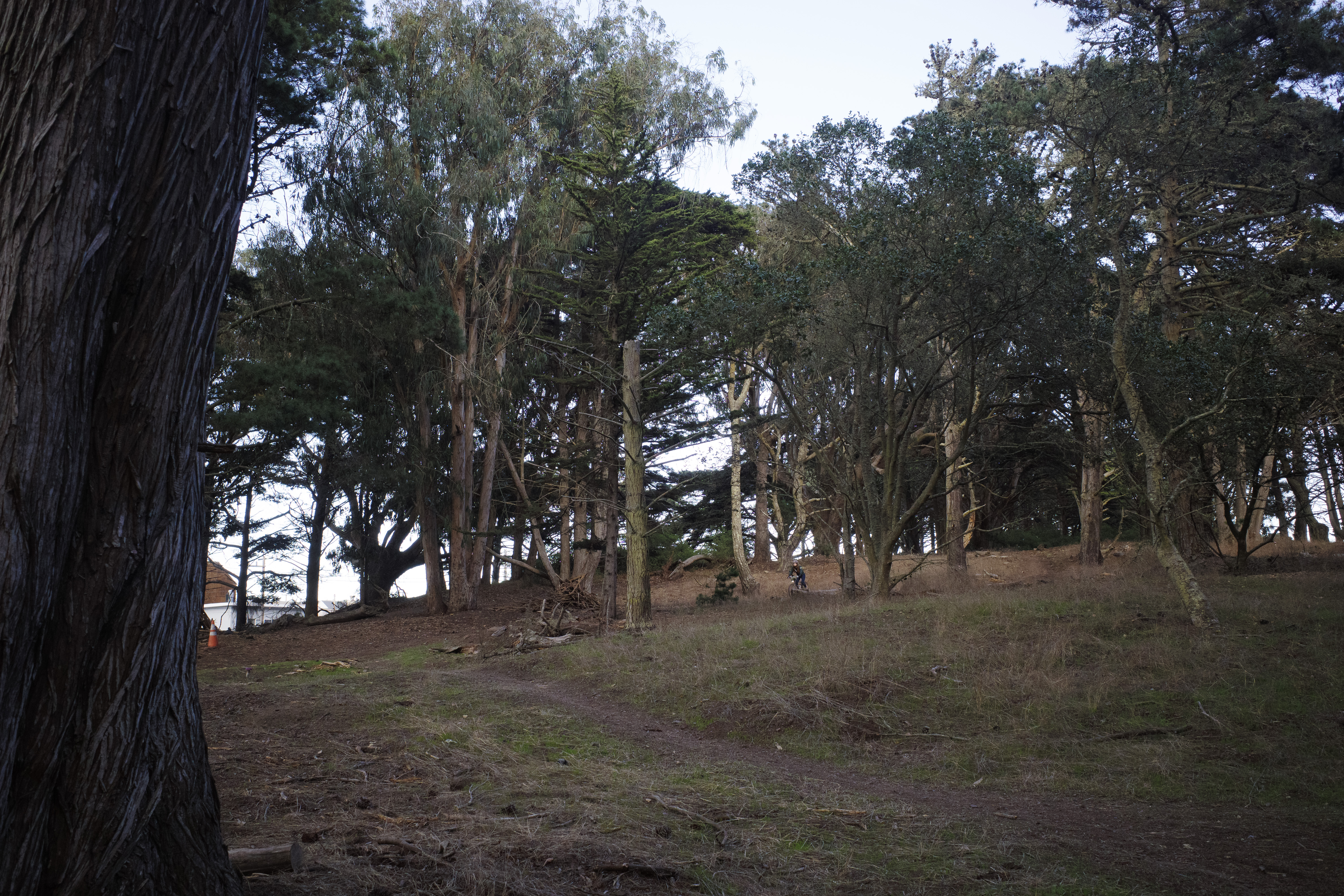 Kat in the far distance on a narrow trail amongst lots of trees