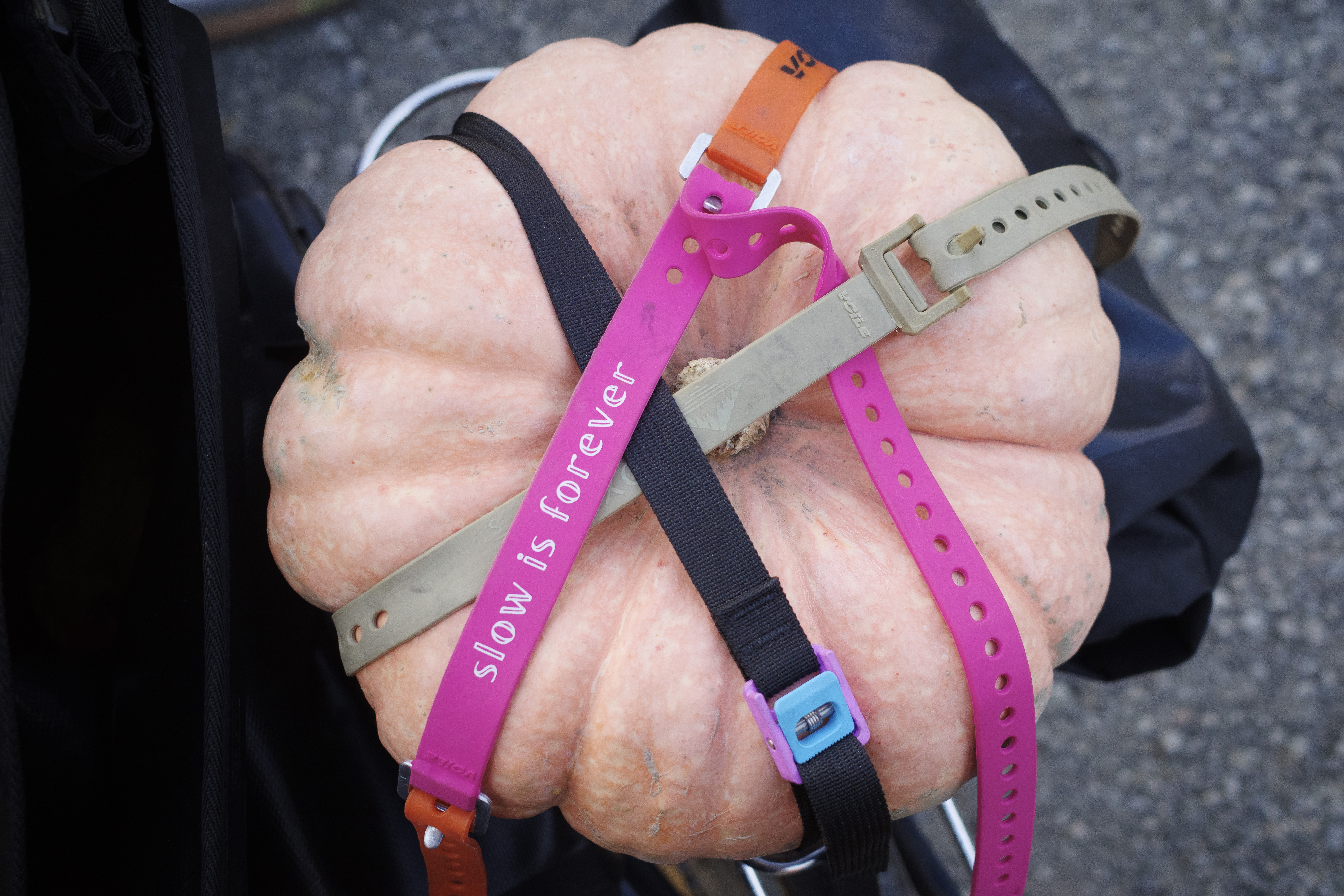 A pumpkin on a rear rack held in with three straps