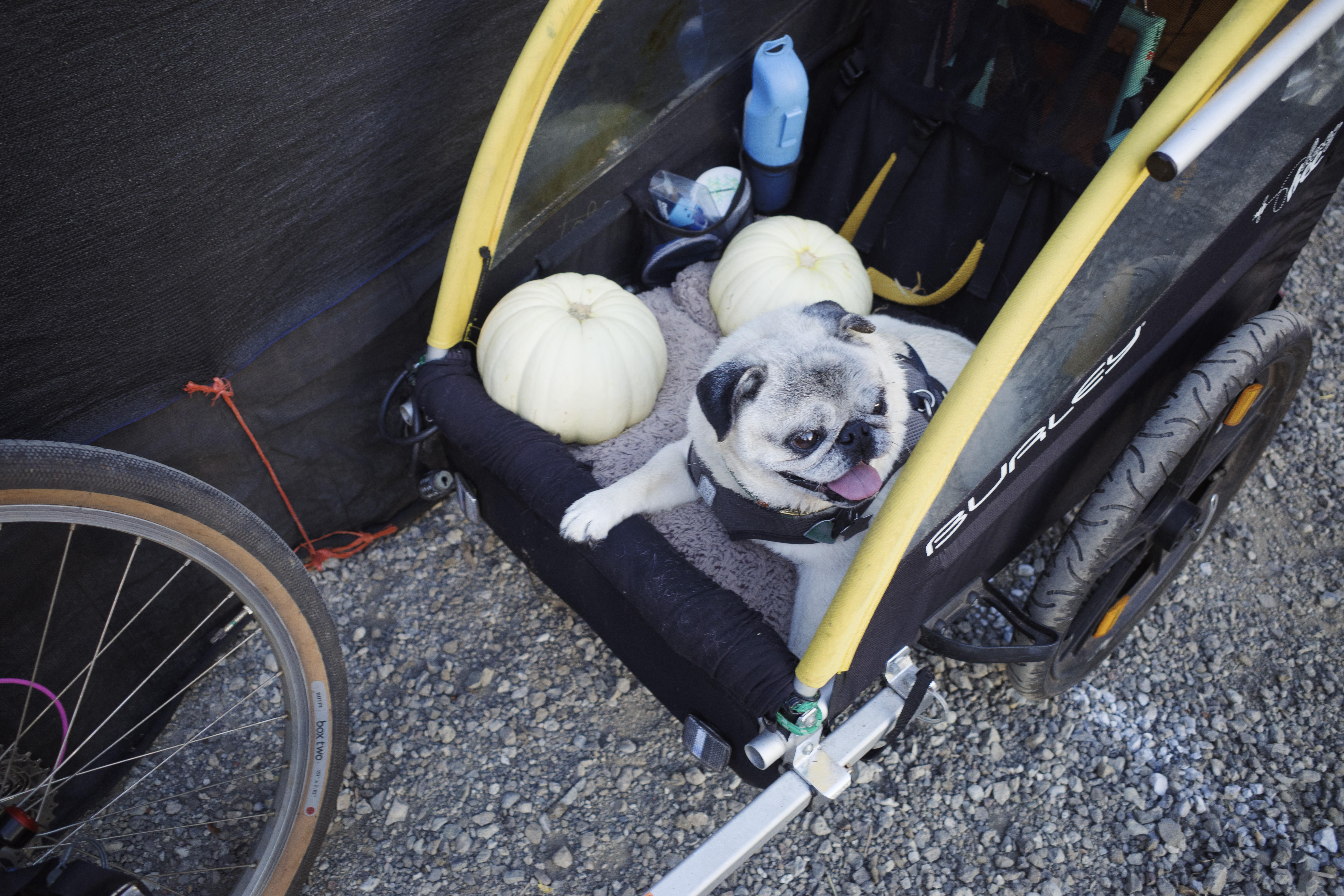 A pug with his tongue out sitting in front of two pumpkins