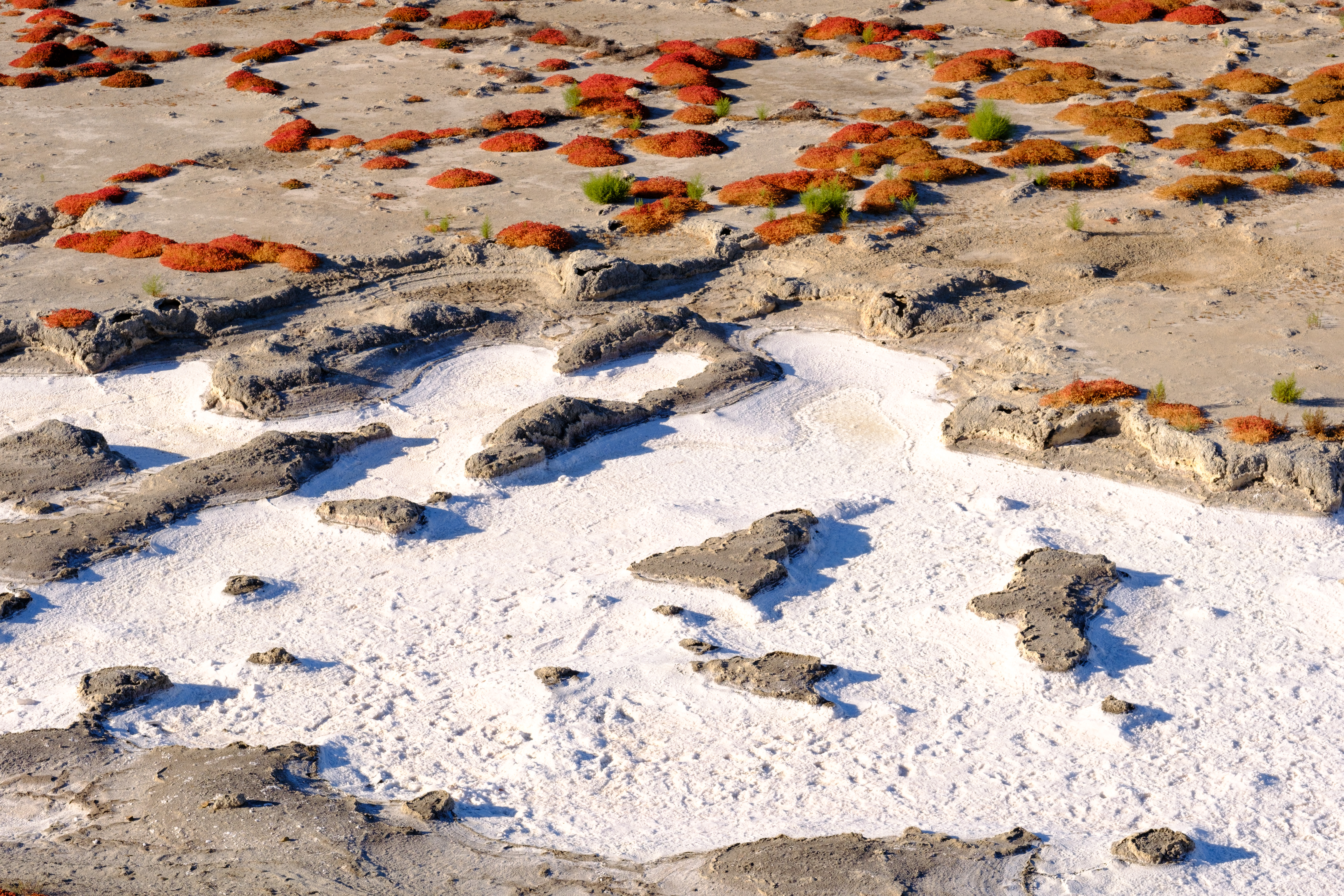 Salt deposits with various formations and shrubs