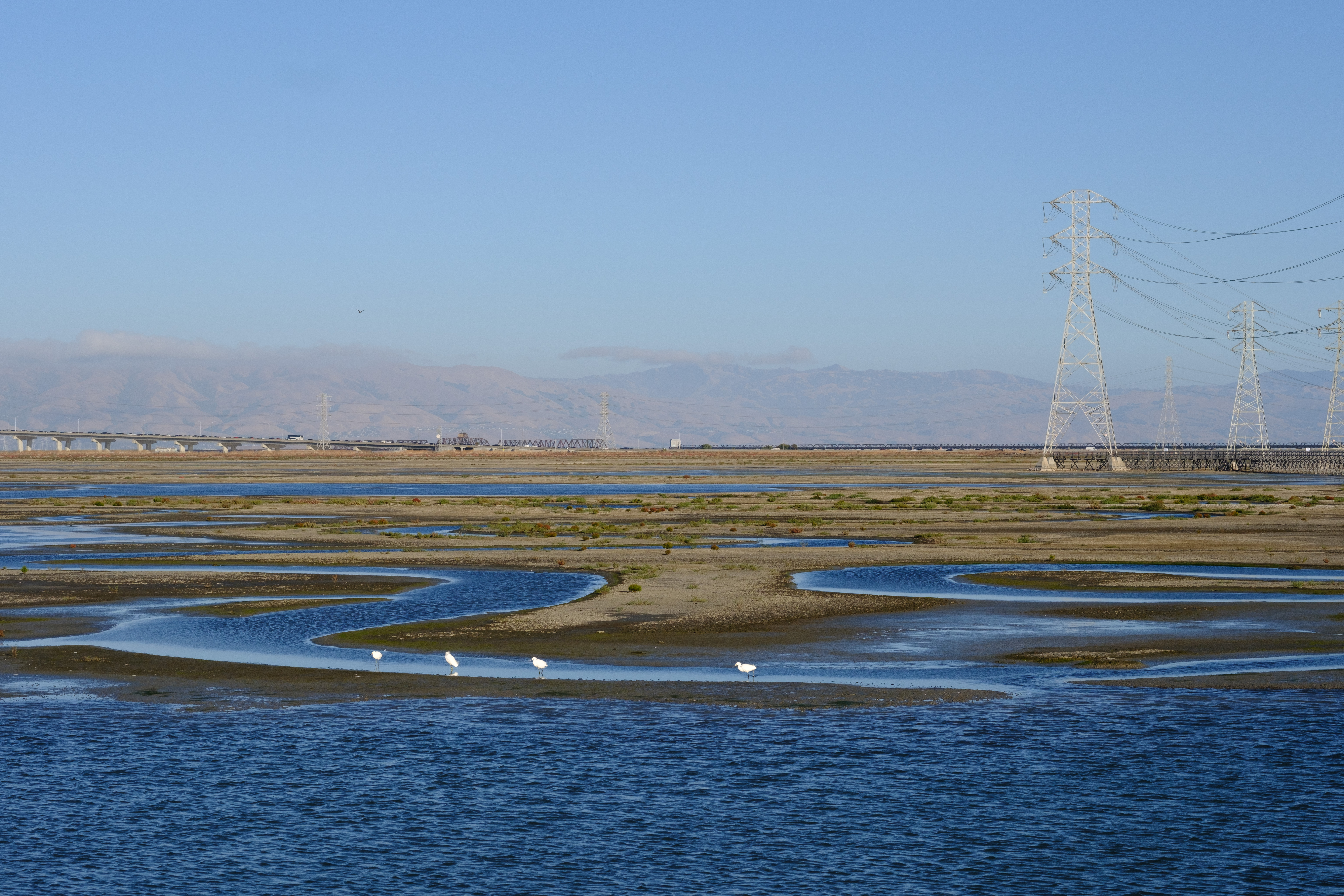 A few shore birds in the twist and turns of the wetlands