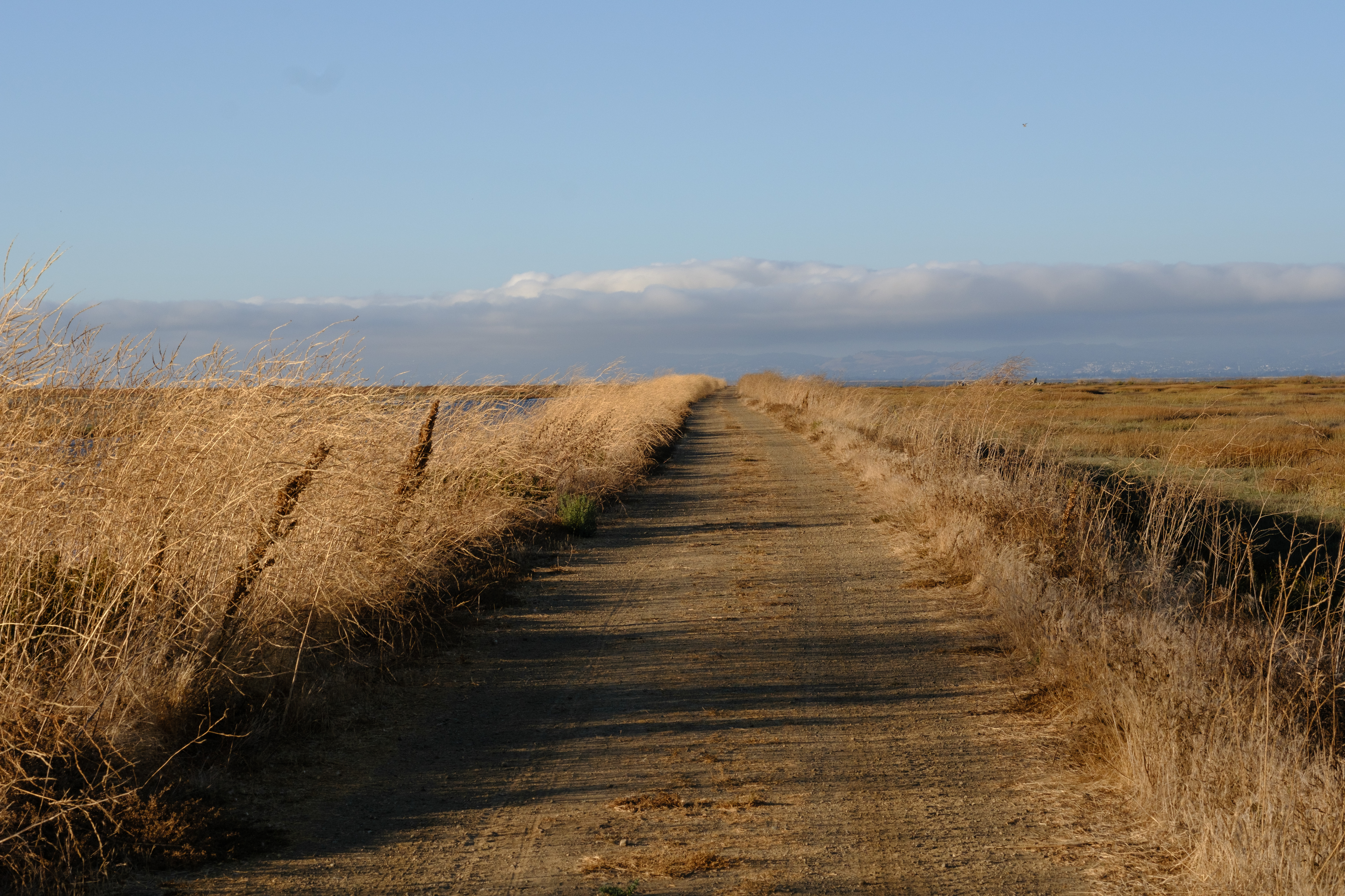 A dirt doubletrack trail with tall grasses on each side going towards the East Bay hills