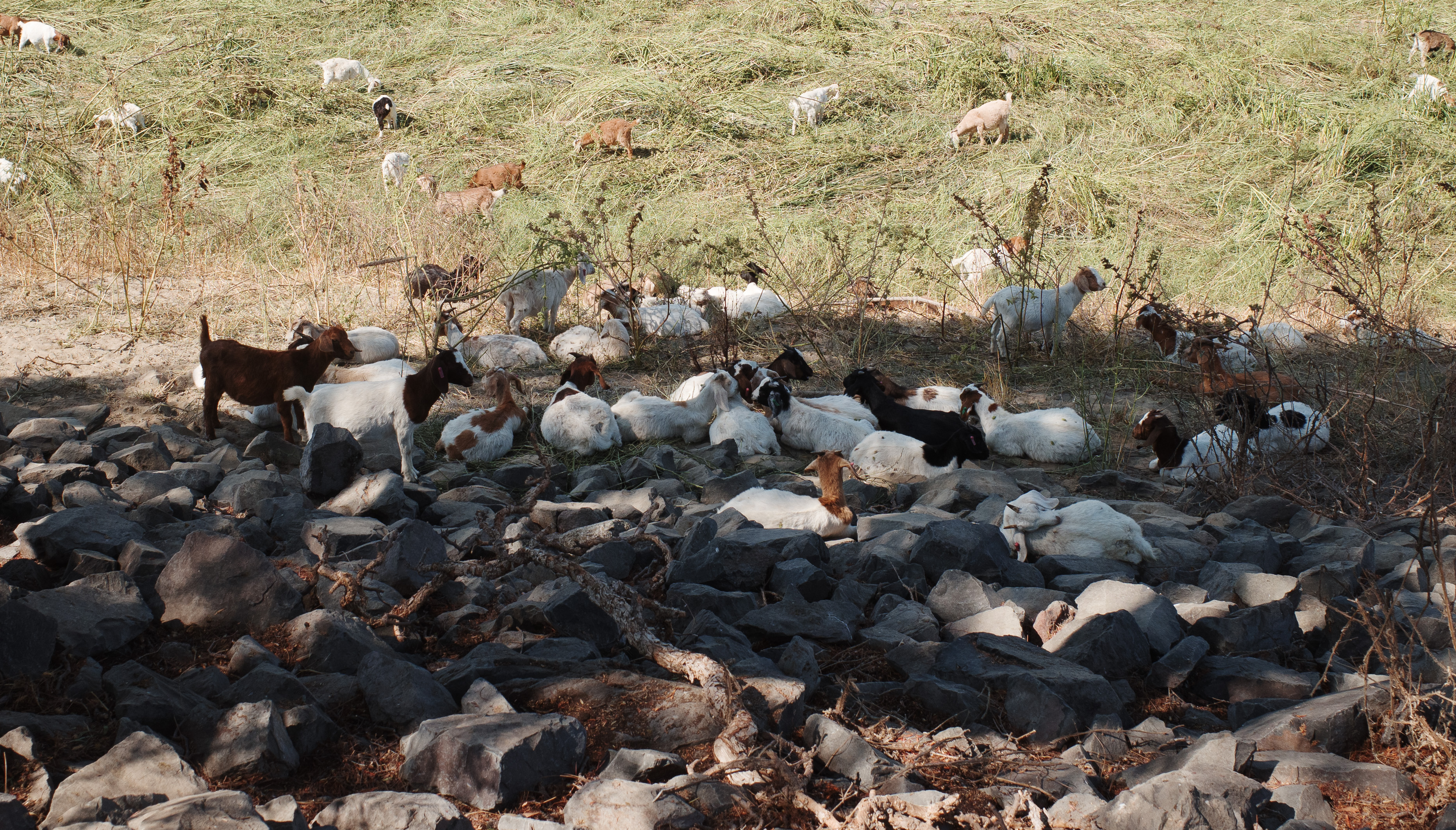 A group of goats with their heads on a goat lying down in the center