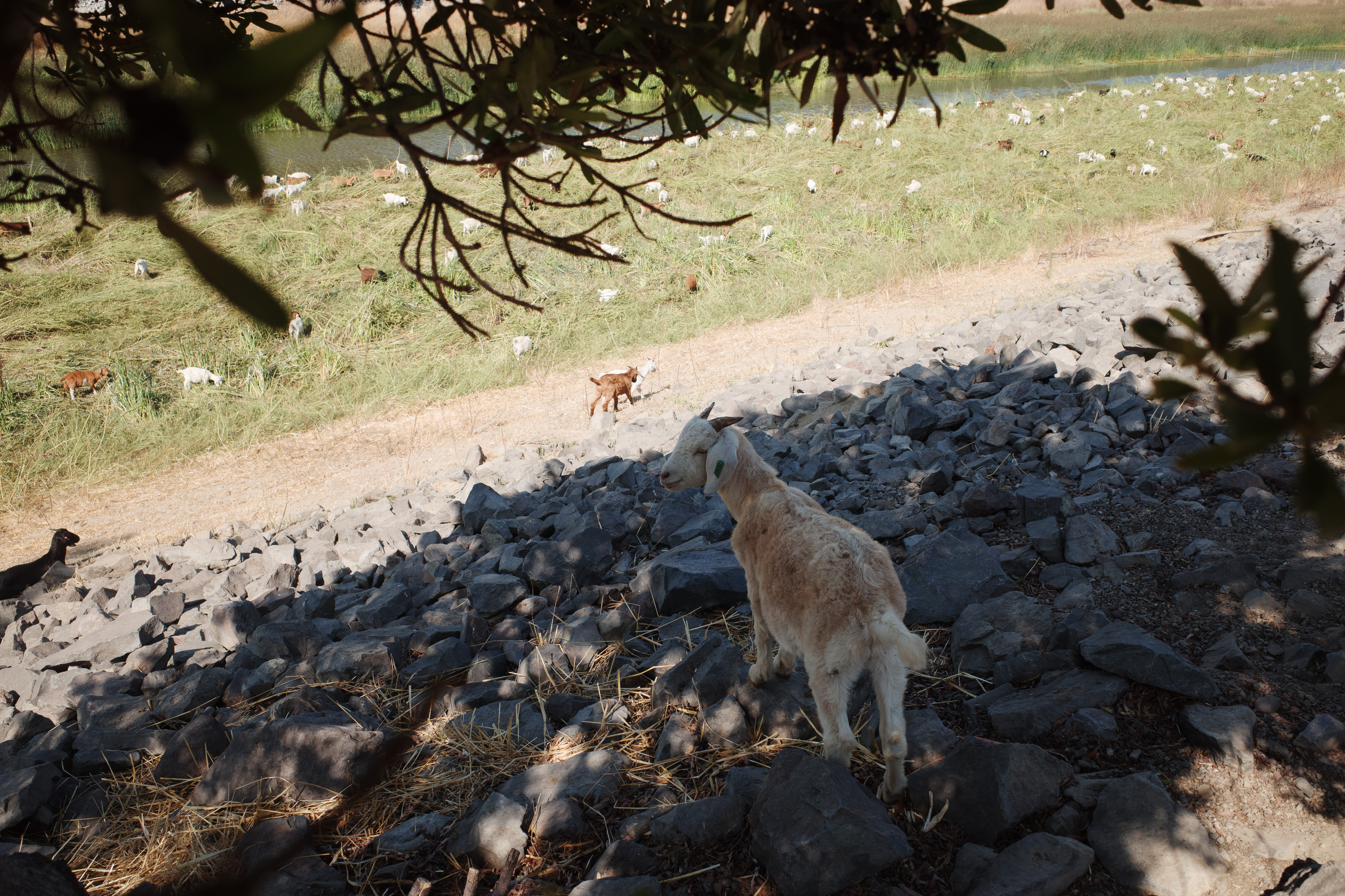A goat looking back at the camera framed by foliage